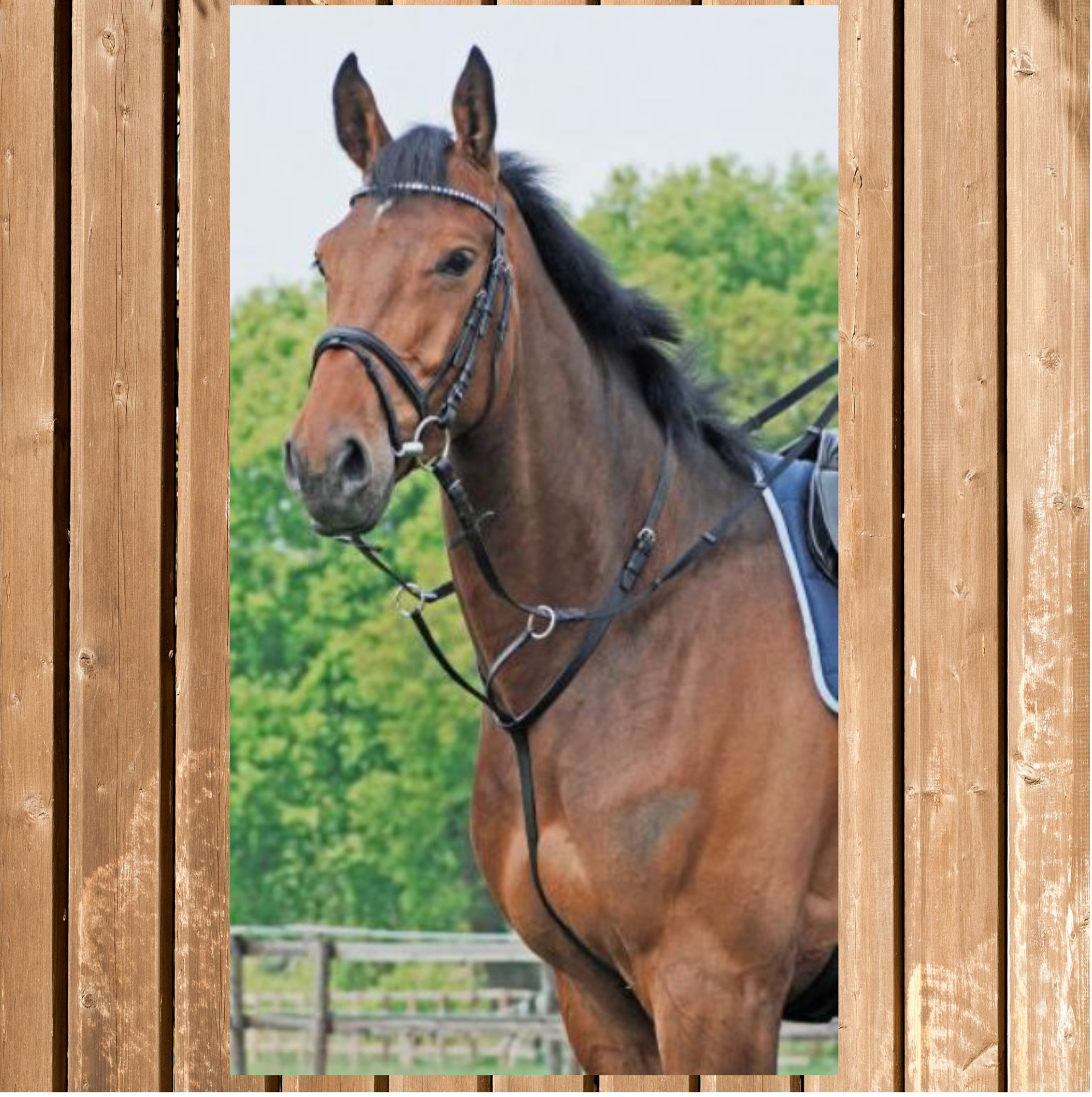 Busse Martingal BASIC, schwarz, Gr. Pony